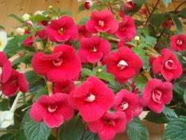 Achimenes - frodige blomster med minimal omsorg