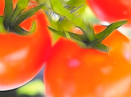 5 måter å fremskynde modningen av tomater