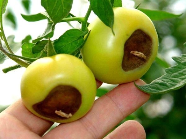 Et klassisk eksempel på den apikale råte i tomater. Bilder - liveinternet.ru