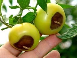 Blossom råte av tomater: symptomer og behandling