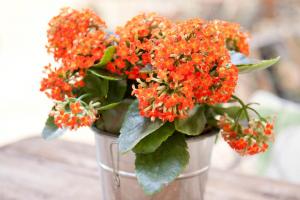 Topp 5 beste stueplanter, blomstrende i vinter