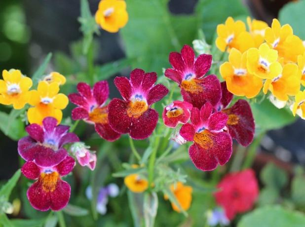 Blooming Nemesia. Foto: zakupator.com