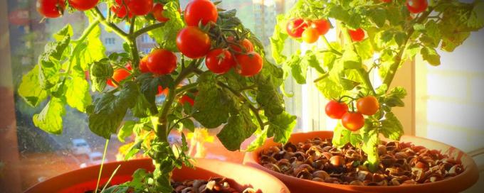 For en god fruiting potte tomater trenger mye sol