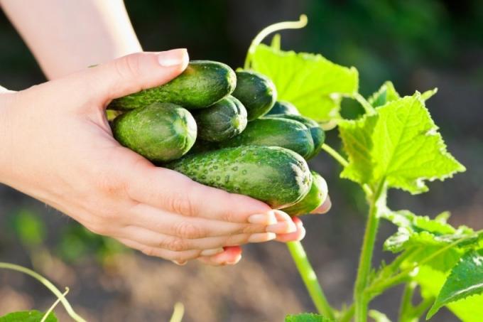 Måter å få en rik avling av agurker, basert på behovene til de naturlige vegetabilske avlinger (