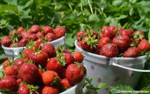 Gjødsling jordbær, noe som vil øke produktiviteten med 2-3 ganger
