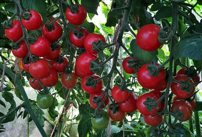 Tomater modnet på busken, ha stor nytte i smak og lukt i "vindu"
