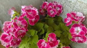 Gjødsling på våren geranium: 3 alternativer for starten av masse blomstring