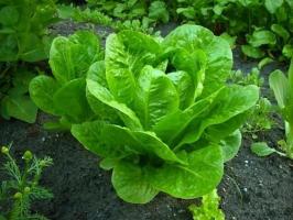 Topp 5 grønnsaker som vokser i skyggen