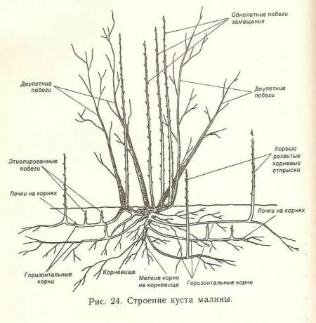 Strukturen av bringebær busken