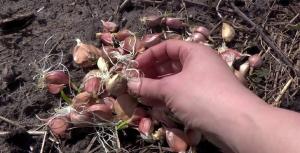 April - tid for å plante vinter hvitløk for store hoder av 300 gr.