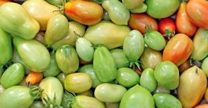 Allerede i oktober, men tomatene fortsatt grønne? Hvordan kan akselerere sin modning?