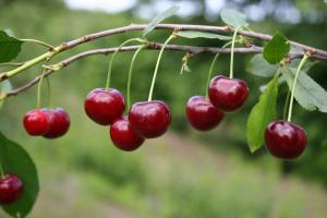Å kirsebær god frukt i neste år: Hvordan kan jeg gjødsle og beskytte mot gnagere trenger