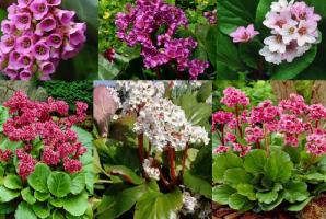 Vakker og medisinsk plante i ditt område