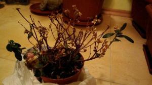 Hvorfor azalea bladene visner og faller av, og hvordan du kan redde anlegget?