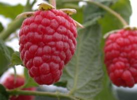Bringebær er en stor og søt: 7 hemmeligheter for omsorg for bær i hagen