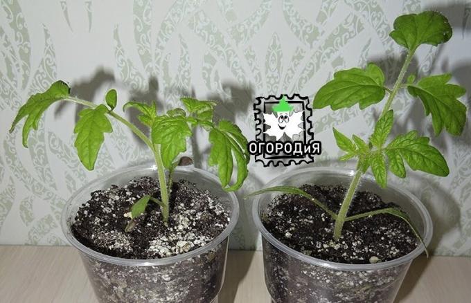 Tomatplanter 2019