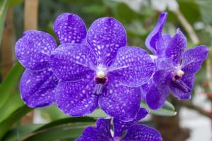 Orchid Vanda: Care hjemme for en vakker plante
