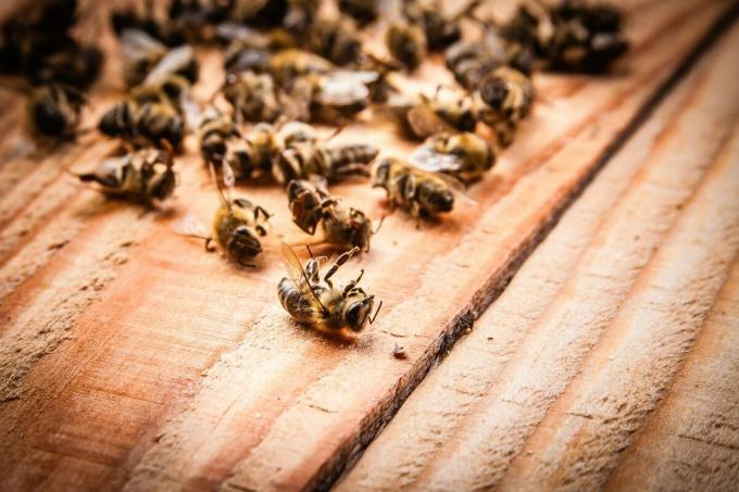 Den massedød av bier i 2019 | ZikZak