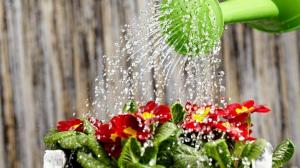 Hvordan kan vanne plantene for rask vekst og rikelig blomstring