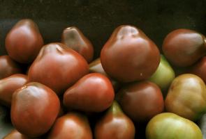 Varianter av tomater, som er kontrollert og ros abonnenter